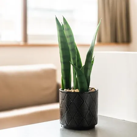 Belcasa Suitehotel Middelkerke